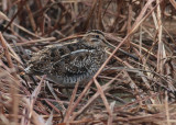 Common Snipe (Gallinago gallinago) - enkelbeckasin