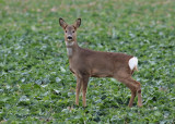 Roe deer (Capreolus capreolus) - rdjur