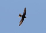 Little Swift (Apus affinis) - stubbstjrtseglare