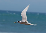 Swift Tern (Thalasseus bergii) - tofstrna