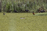 Silver Teal (Anas versicolor)