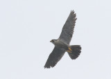 Peregrine Falcon (Falco peregrinus)