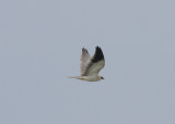 Black-shouldered Kite (Elanus caeruleus) - svartvingad glada