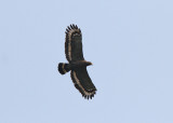 Crested Serpent Eagle (Spilornis (cheela) hoya)