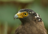 Crested Serpent Eagle (Spilornis (cheela) hoya)