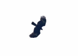 Indian Black Eagle (Ictinaetus m. malayensis)