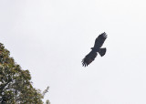 Indian Black Eagle (Ictinaetus m. malayensis)