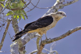 Yellow-headed Caracara (Milvago chimachima)