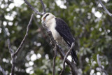 Yellow-headed Caracara (Milvago chimachima)