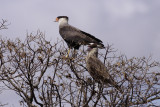 Southern Caracara (Caracara plancus)