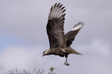 Southern Caracara (Caracara plancus)