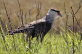 Southern Caracara (Caracara plancus)