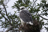 Manteled Hawk (Leucopternis polionota)