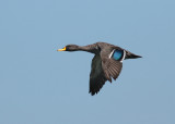 Yellow-billed Duck (Anas undulata)