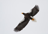 Stellers Sea Eagle (Haliaeetus pelagicus)