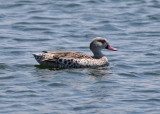 Cape Teal (Anas capensis)