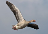 Greylag Goose (Anser anser) - grgs