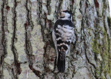 Lesser Spotted Woodpecker (Dendrocopus minor) - mindre hackspett