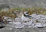 Ringed Plover (Charadius hiaticula) - strre strandpipare