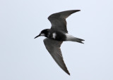 Black Tern (Chlidonias nigra) - svarttrna