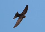 Common Swift (Apus apus) - tornseglare