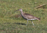 Whimbrel (Numenius p. phaeopus) - smspov