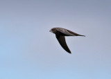 Common Swift (Apus apus) - tornseglare