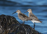 Dunlin (Calidris a. alpina) - krrsnppa