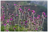 Flowers of some sort!