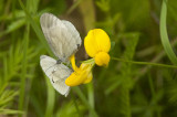 Wood With - Skovhvidvinge - Leptides sinapis