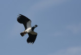 Lapwing - Vibe Vanellus vanellus 