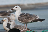 Great black-backed Gull - Svartbag - Larus marinus