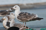 Great black-backed Gull -  Svartbag -  Larus marinus