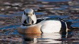 Stellers Eider - Stellersand - Polysticta stelleri