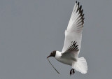 Black-headed Gull - Httemge - Larus ridibundus