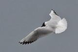 Black-headed Gull - Hættemåge - Larus ridibundus