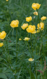 Globeflower - Trollius europaeus - Engblomme 