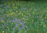 Globeflowers and Wood Cranesbill 