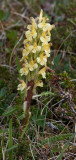 Crimson-Tipped Lousewort - Oeders Troldurt - Pedicularis oederi
