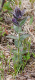 Alpine Bartsia - Sorttop - Bartsia alpina