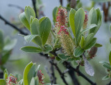Uld-Pil - Salix lanata