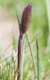 Fjeld-Rottehale - Phleum alpinum