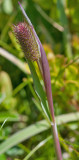 Fjeld-Rottehale - Phleum alpinum