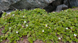 Cloudberry - Multebr - Rubus chamaemorus