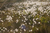 Polarkruld - Eriophorum scheuchzeri and Smalbladet Kruld -  Eriophorum angustifolium