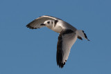 Kittiwake juv - Ride - Rissa tridactyla