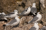 Kittiwake - Ride - Rissa tridactyla