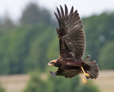 Marsh Harrier - Rrhg - Circus aeruginosus