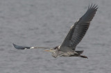 Grey Heron - Fiskehejre - Ardea cinerea
