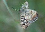 Speckled Wood - Skovrandoeje - Pararge aegeria